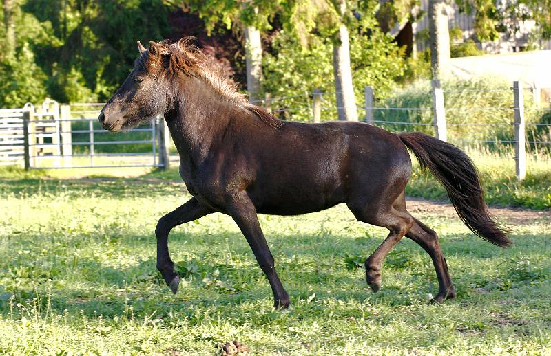 Venus von Hedimoor a.jpg